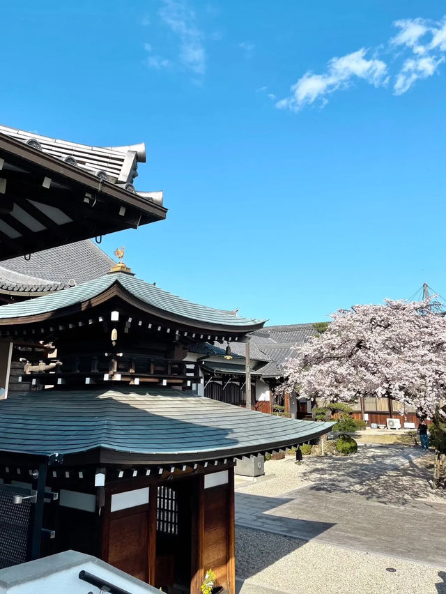 【愛知】名古屋市内でひと足早く桜しだれ桜が咲くお寺