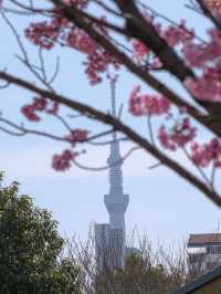 Shiori Park Sakura Viewing 🌸