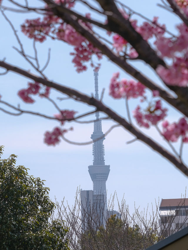 Shiori Park Sakura Viewing 🌸