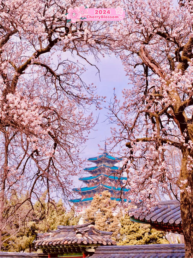 🌸 Cherry Blossom Trip, Korea 🇰🇷