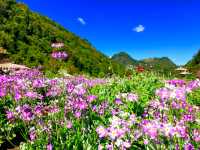  A must-visit for flower enthusiasts. 