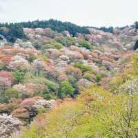 【奈良】必見！感動の千本桜