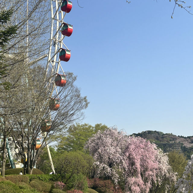 🌷봄여행은 환상의 나라 에버랜드🎡