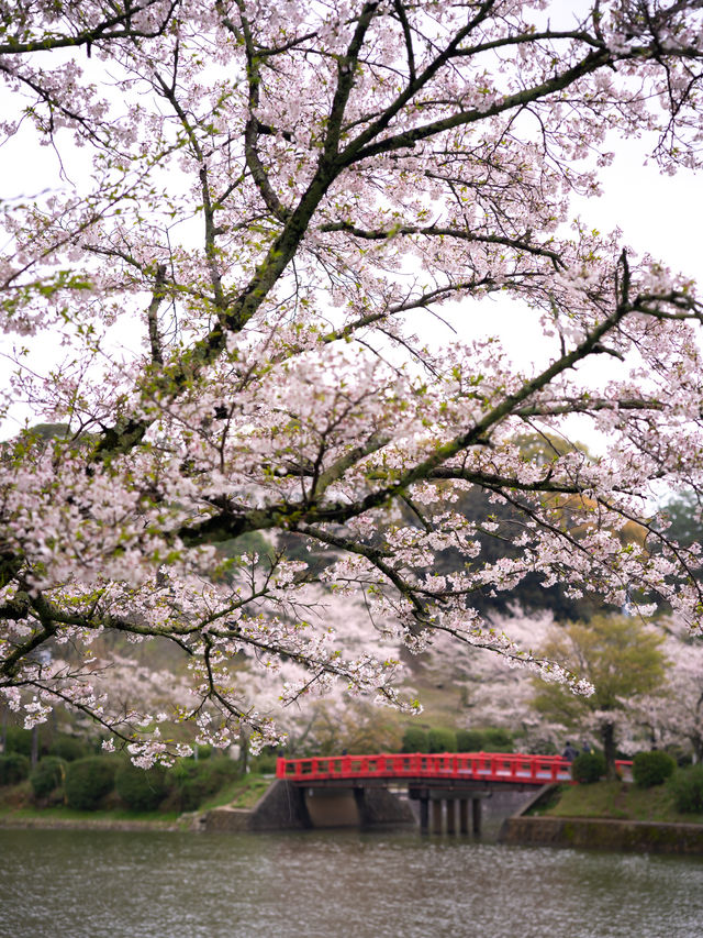 甘木公園　📍福岡
