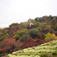 Kobe Nunobiki Herb Gardens&Ropeway