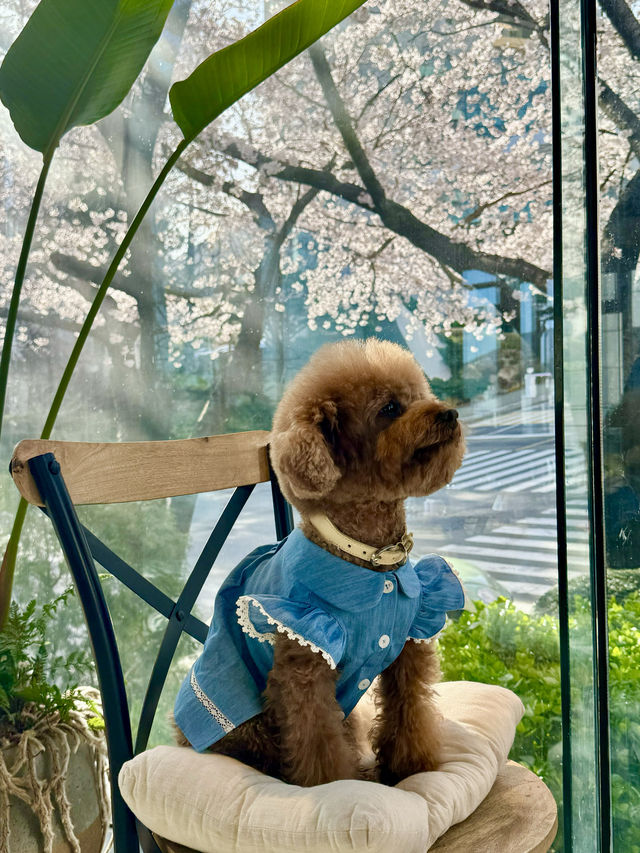 【釜山】春に行きたい！桜が目の前にある素敵カフェ