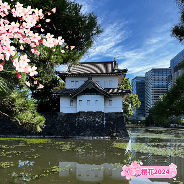 【東京皇居】春季賞櫻，限時開放