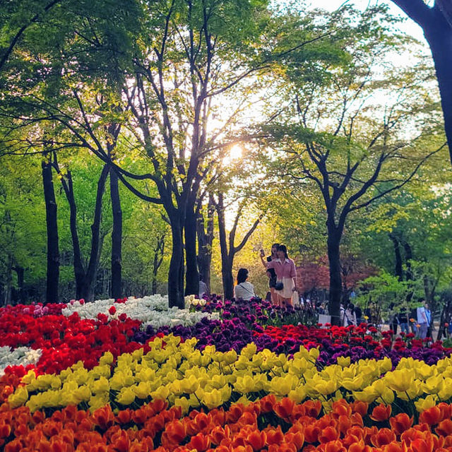Tulip Garden at Seoul Forest 💐🌷