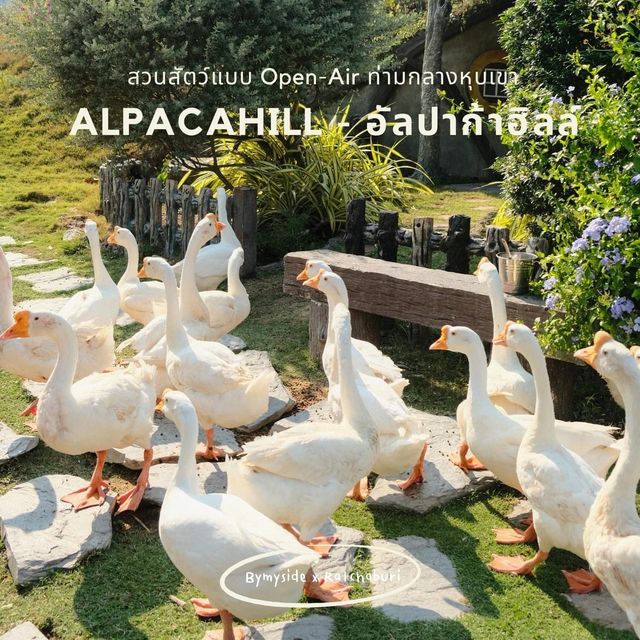 Alpaca Hill 🌳🌤️