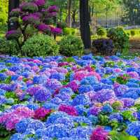 「蝴蝶灣公園～繡球花海」