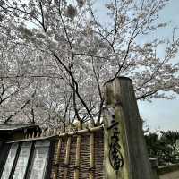 橫浜賞櫻名園