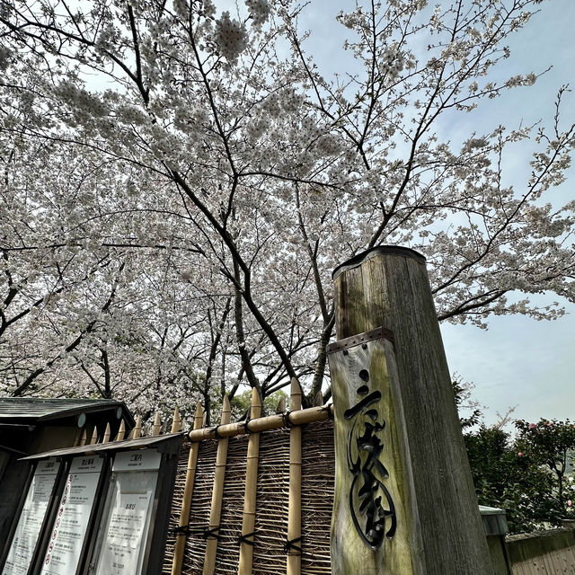 橫浜賞櫻名園