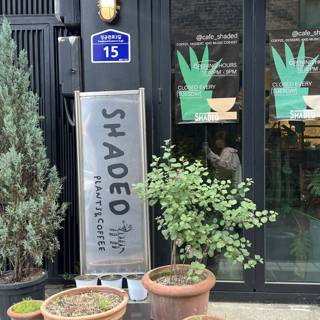 🌿 혜화의 숨은 보석, 카페 셰이디드 🌿