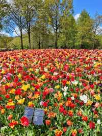 Lovely Spring Garden in Netherlands 