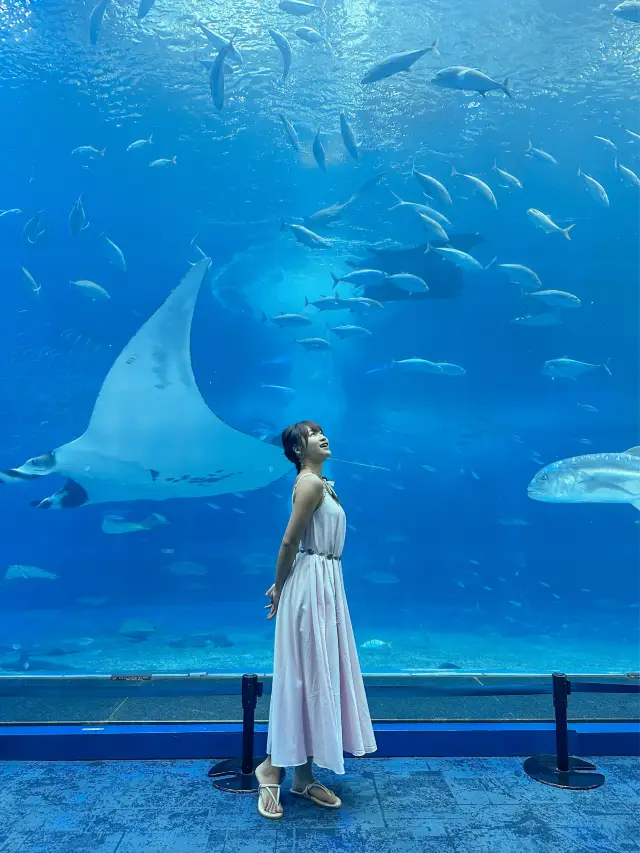 沖繩🇯🇵全亞洲最大水族館 看鯨鯊魔鬼魚🐳