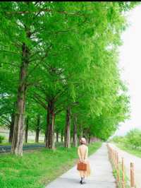 新緑でリフレッシュ🌲圧巻のメタセコイア並木🌲