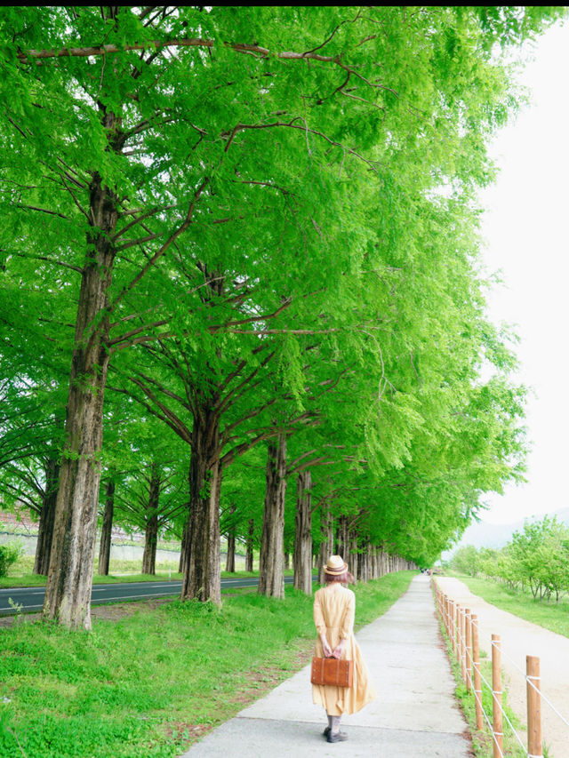 新緑でリフレッシュ🌲圧巻のメタセコイア並木🌲