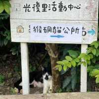 Houtong Cat Village หมู่บ้านแมวสุดน่ารัก