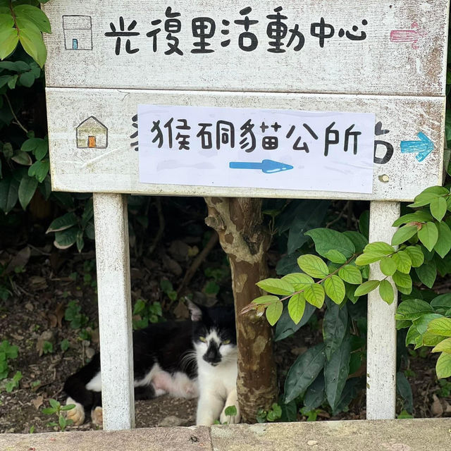 Houtong Cat Village หมู่บ้านแมวสุดน่ารัก