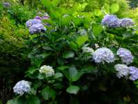 【東京近郊】‼️繡球花5月29日盛開見頃活動開始‼️@鎌倉長谷寺，六月必遊景點！