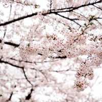 【2024】千鳥ヶ淵綠道：櫻花浪漫💕🌸