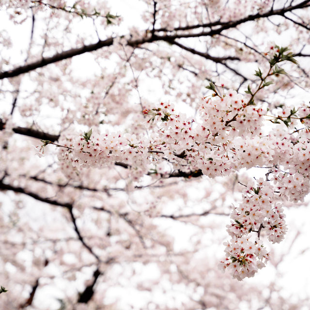 【2024】千鳥ヶ淵綠道：櫻花浪漫💕🌸
