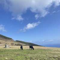 【八丈島】無料ではいれる牧場🐮