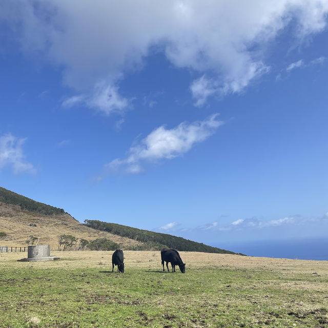 【八丈島】無料ではいれる牧場🐮