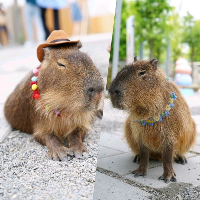 🥳宜蘭最新超萌動物農場🤪