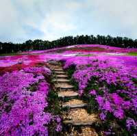 Higashimokoto Shibazakura Park's Dreamy Delight