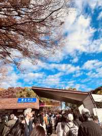 The Best Ginkgo Trees Park🍁Showa Kinen Park Tokyo
