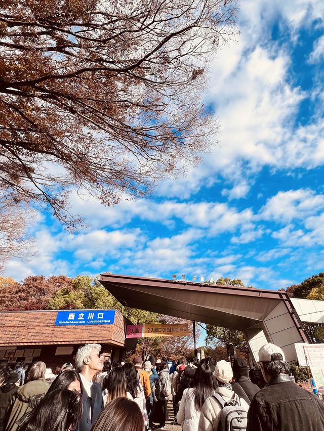The Best Ginkgo Trees Park🍁Showa Kinen Park Tokyo