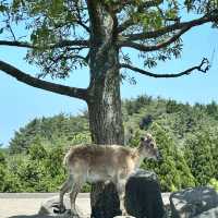親子遊：由布院自駕九州自然動物園