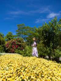 一年中お花が咲き誇る西日本最大級のお花畑🌼