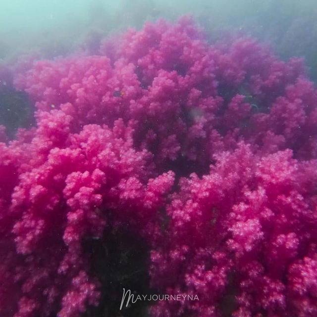 เที่ยวเกาะลันตา จ.กระบี่ ดำน้ำดูซีแฟน3 เมตร🌊