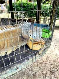 A Fun Day at BSL Ecofarm