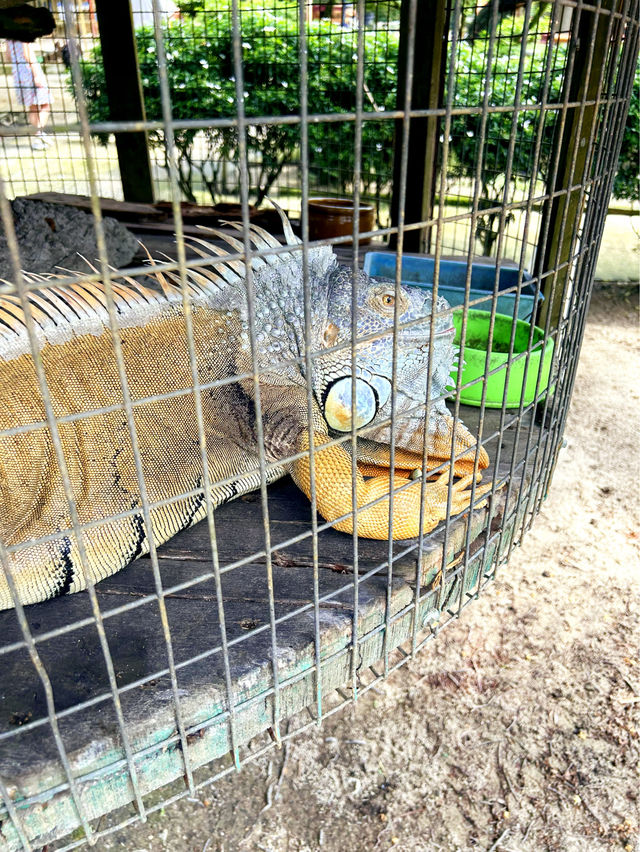 A Fun Day at BSL Ecofarm