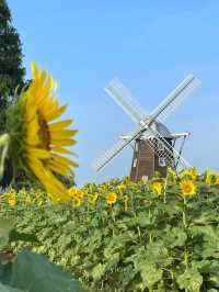 Sunflower season