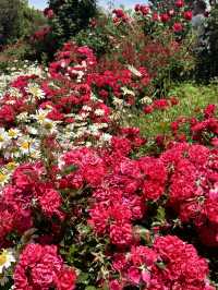 〜神奈川県〜日本で1番綺麗なバラ園🌹English Garden横浜
