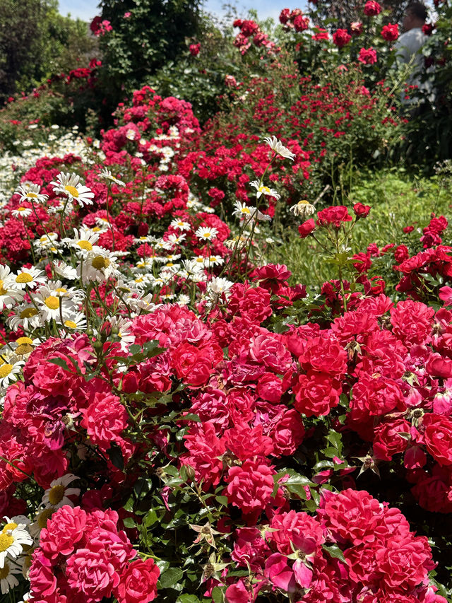 〜神奈川県〜日本で1番綺麗なバラ園🌹English Garden横浜