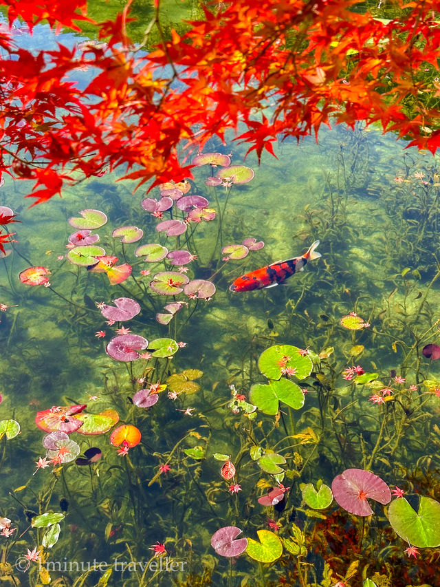 澄んだ水・鯉・紅葉の絶景、モネの池