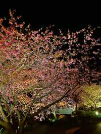 〜静岡県〜色あざかやな河津桜ライトアップ