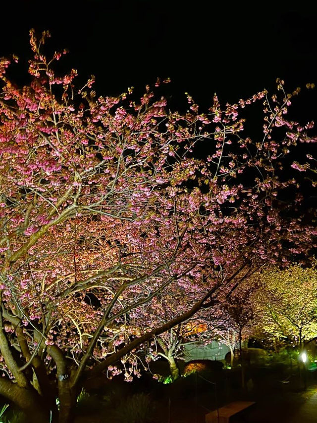 〜静岡県〜色あざかやな河津桜ライトアップ