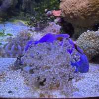 芝加哥海洋博物館 Shedd Aquarium ：珊瑚館，水母館，海洋奇觀等你來！」