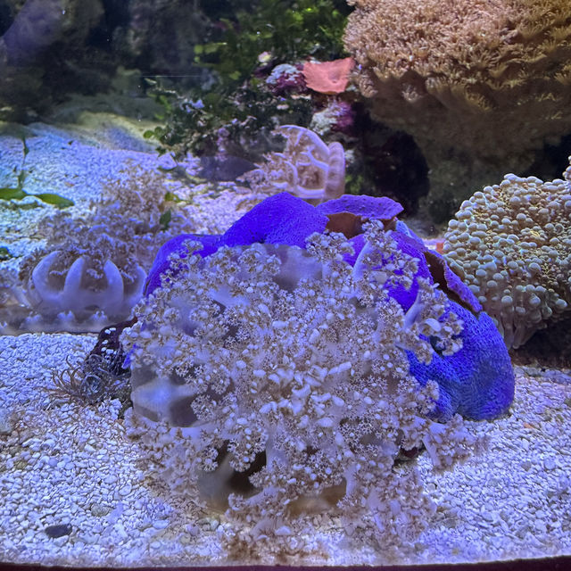 芝加哥海洋博物館 Shedd Aquarium ：珊瑚館，水母館，海洋奇觀等你來！」