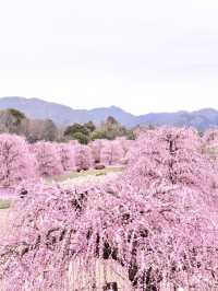 〜三重県鈴鹿市〜ピンクのに染まった世界✨鈴鹿の森庭園