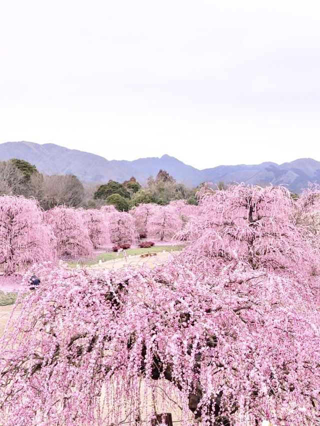 〜三重県鈴鹿市〜ピンクのに染まった世界✨鈴鹿の森庭園