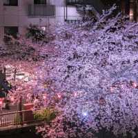 【東京自由行】中心區域景點、美食、購物，推薦住宿