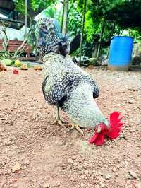 Cute Farm Animals at Mu Mu Farm 