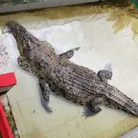 Teluk Sengat Crocodile Farm